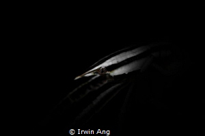 N I N J A
Crinoid squat lobster (Allogalathea elegans)
... by Irwin Ang 